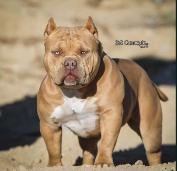 Dog Featured Image