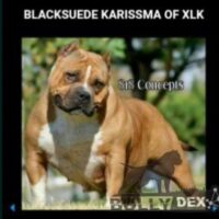 BLACK SUEDE KARISSMA OF XLK#