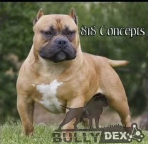Dog Featured Image