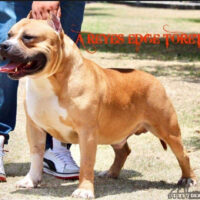 AREYES EDGE TORETO#