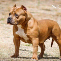 BHK NICTE#