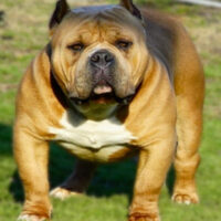 MR SUPREMACY#