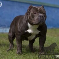 CH HBB Sir Bentley#