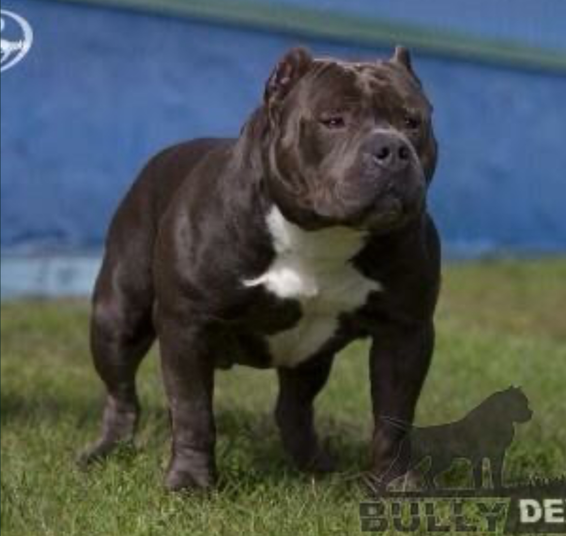 Dog Featured Image