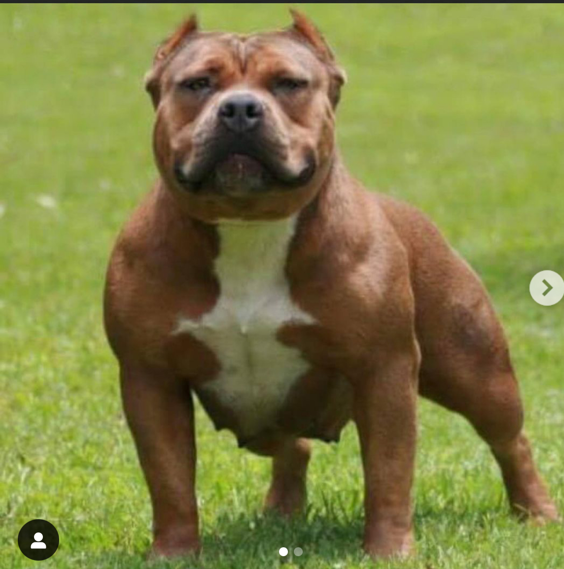 Dog Featured Image