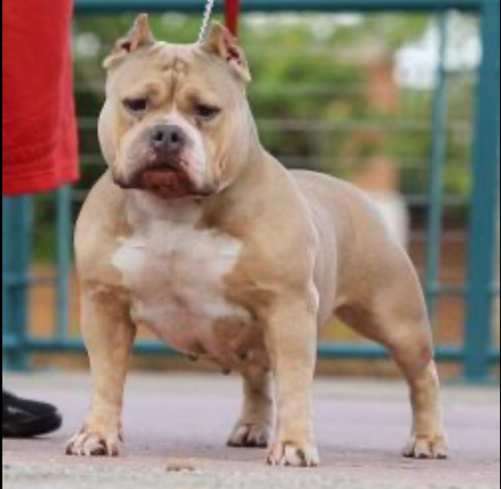 Dog Featured Image