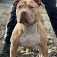 SlaughterHouseBulliesNZ