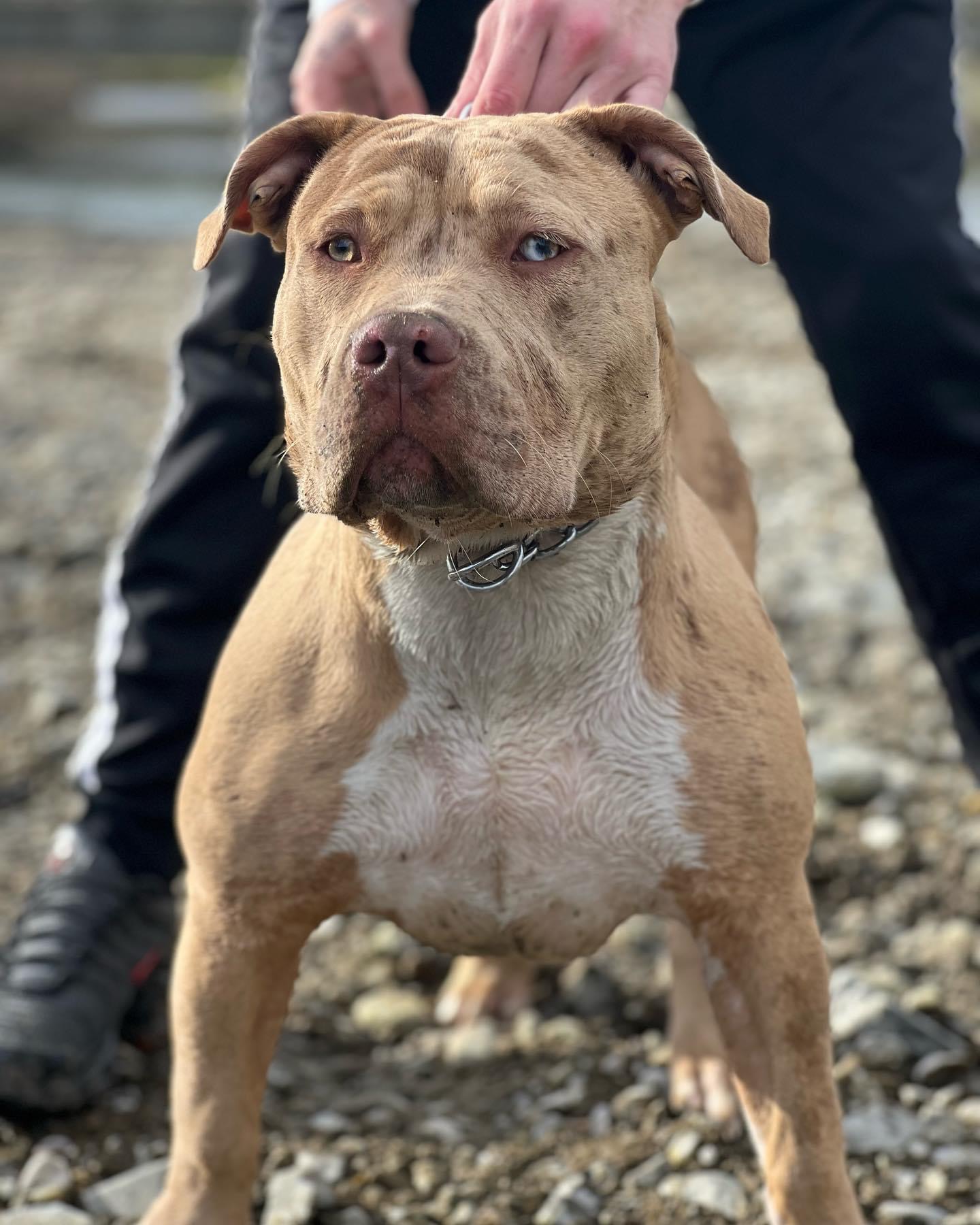Dog Featured Image