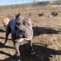 Dog Featured Image