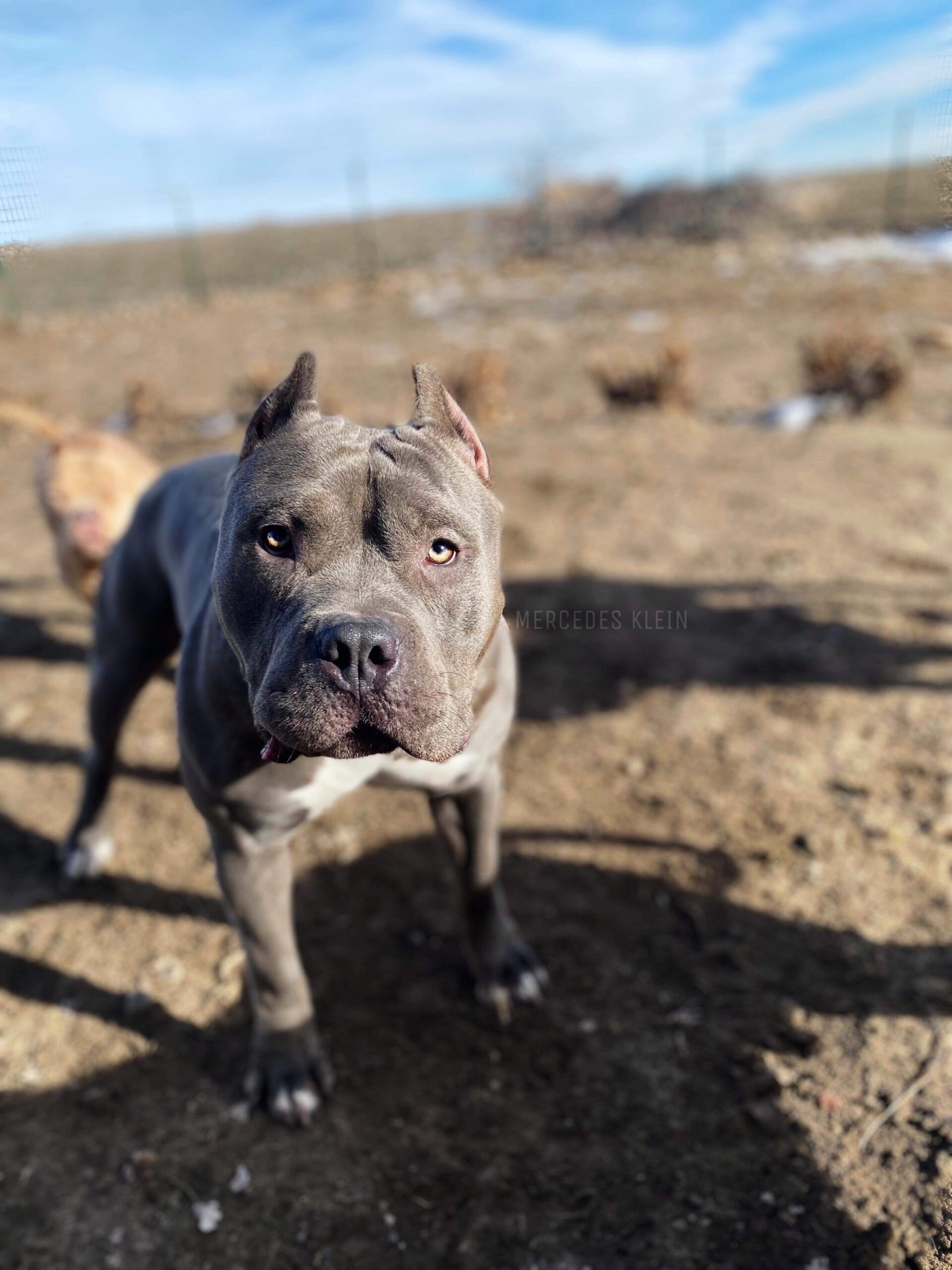 Dog Featured Image