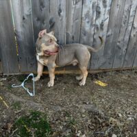 Dinero breed’s Kobi