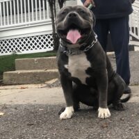 Blakkavelle Bullies King