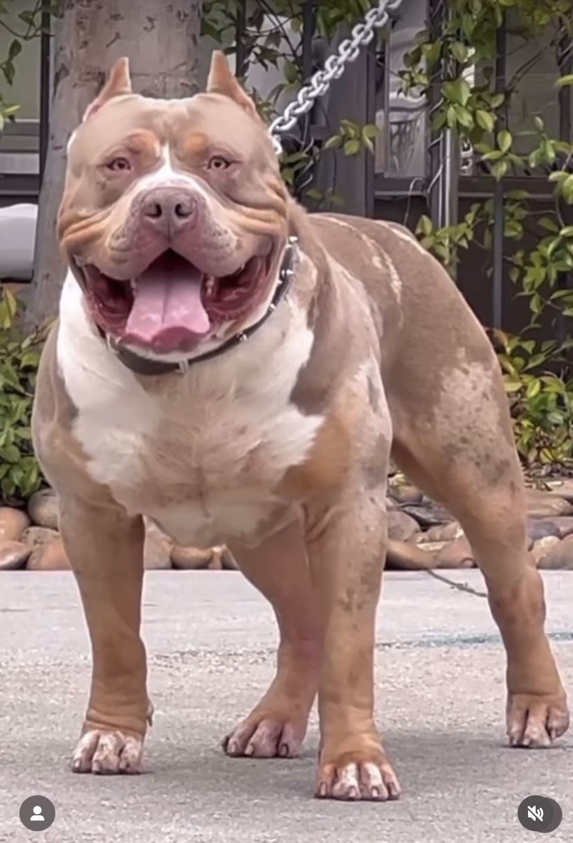 Dog Featured Image