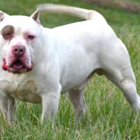 BULLY RIDGE KENNELS STAY FROSTY
