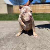 Bully Ridge Kennels KUJO