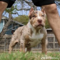 TrunksLine Bullies Kobe