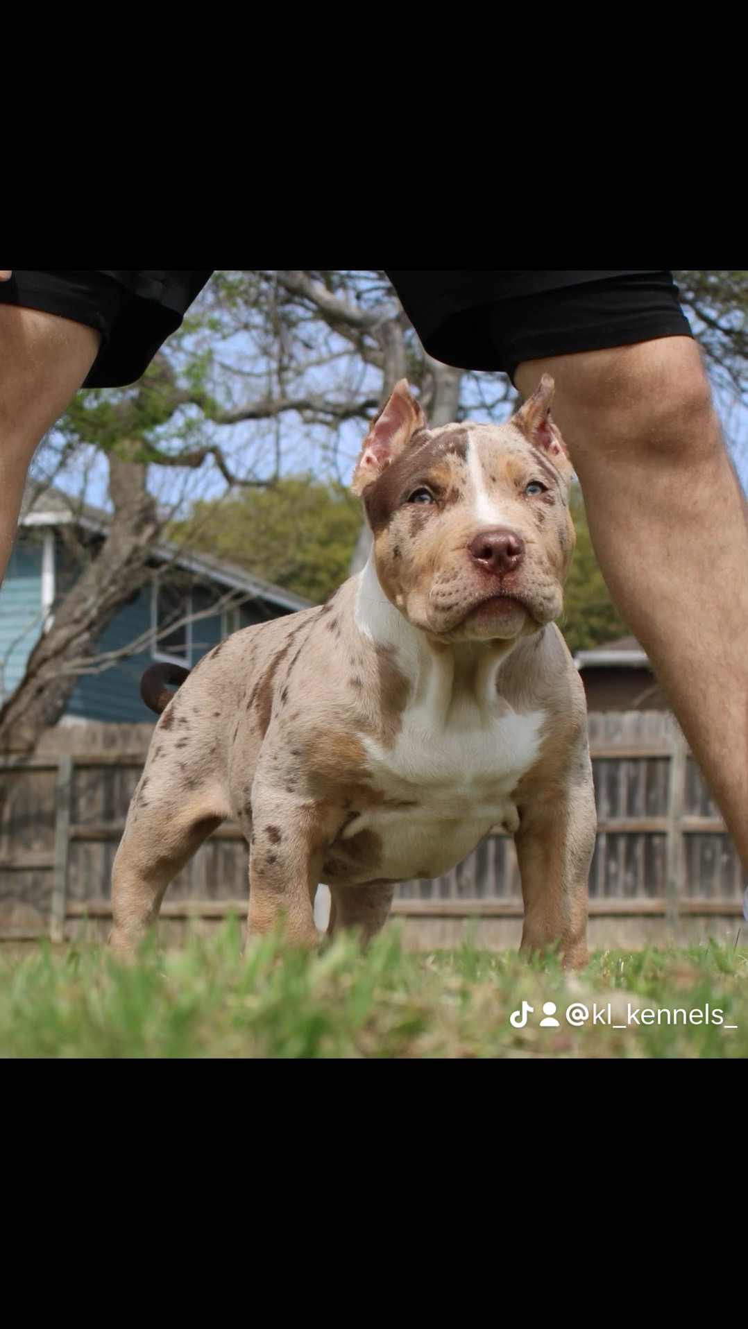 Dog Featured Image