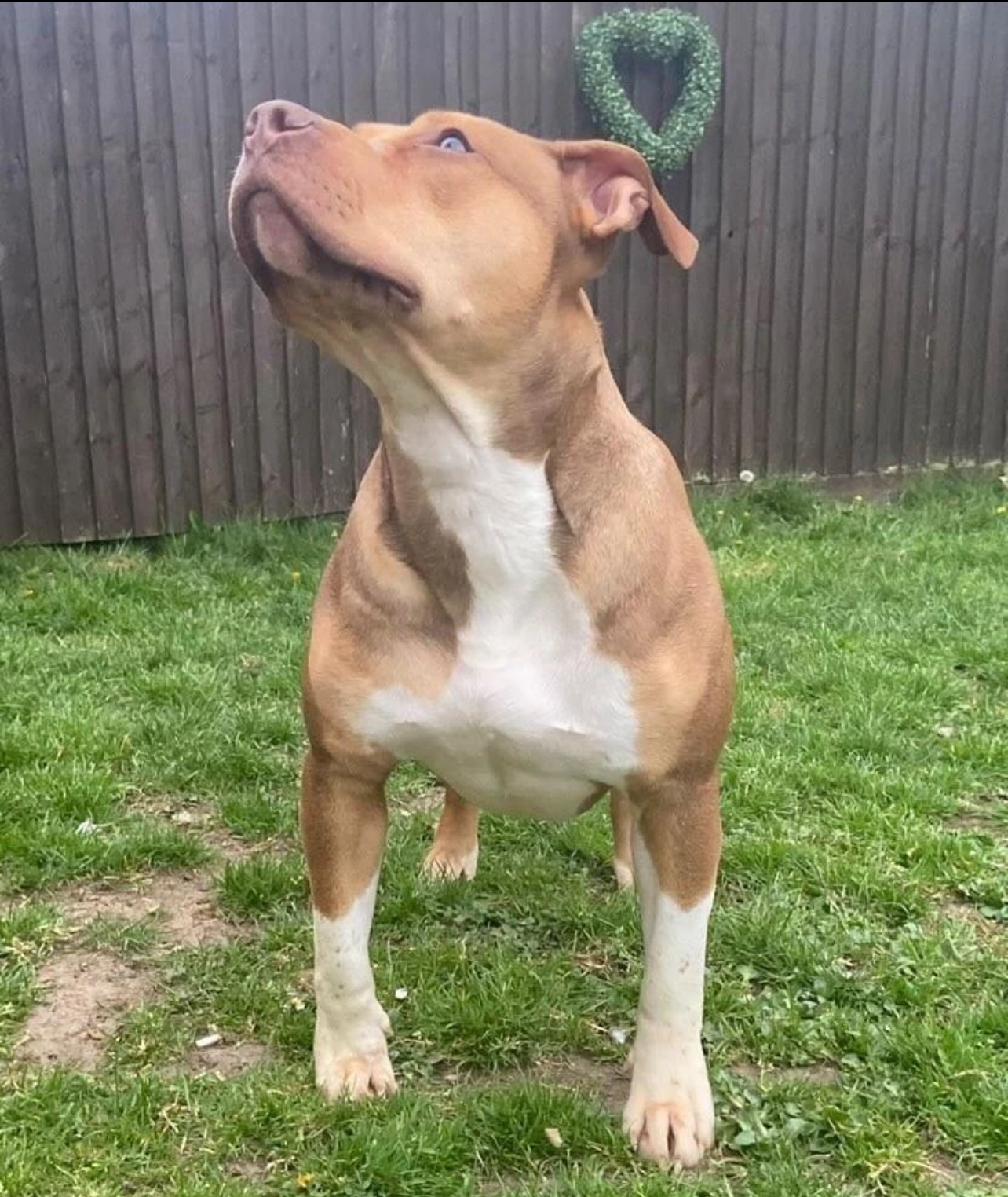 Dog Featured Image