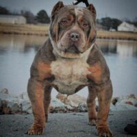 BFB MAYBACH ❌ Liberty bully ridge