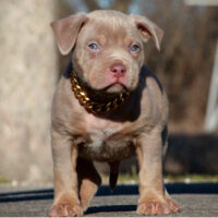 Golden’s Mello