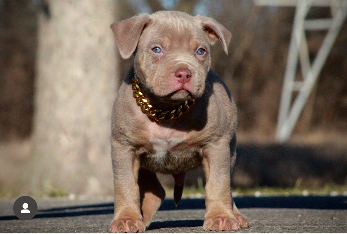 Dog Featured Image