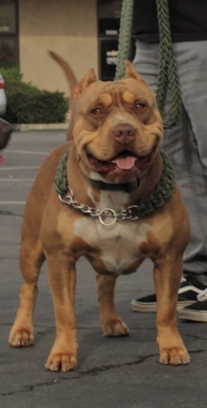 Dog Featured Image