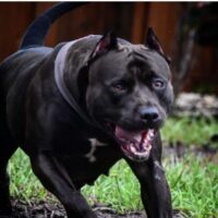 Unleashed Kennels Eva The Star Diva