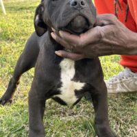Leatherface Kennels Oreo