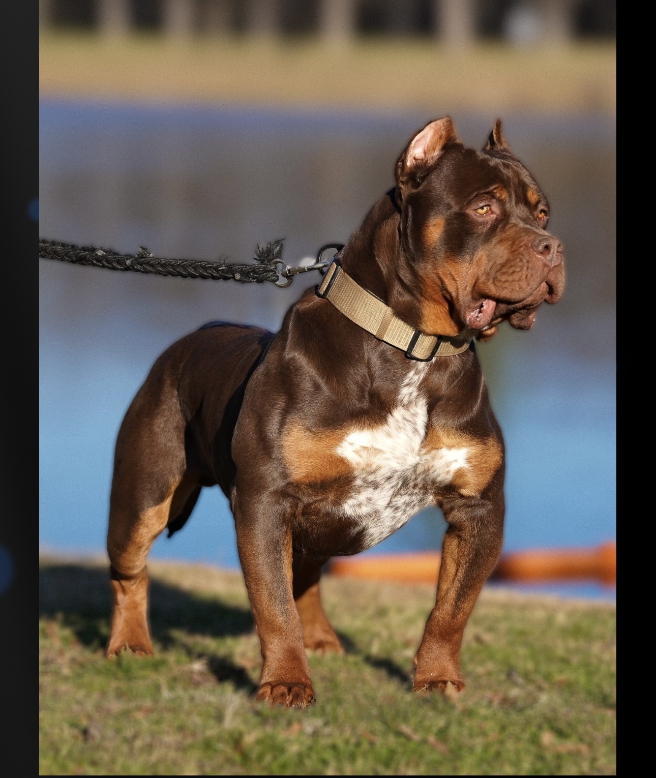 Dog Featured Image