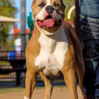Dog Featured Image