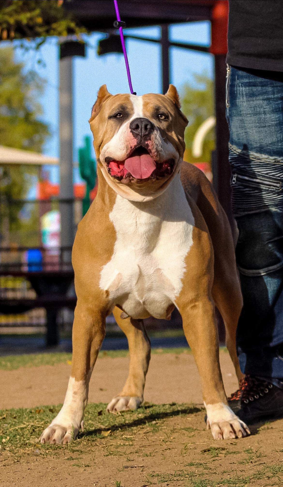 Dog Featured Image