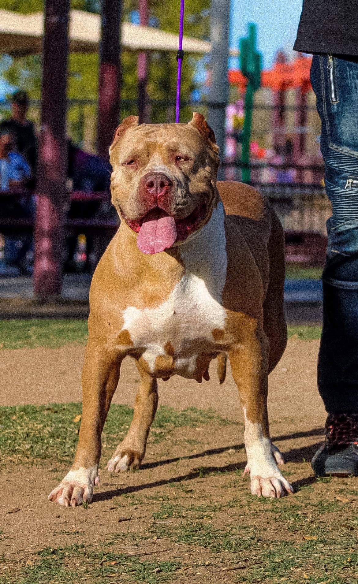 Dog Featured Image