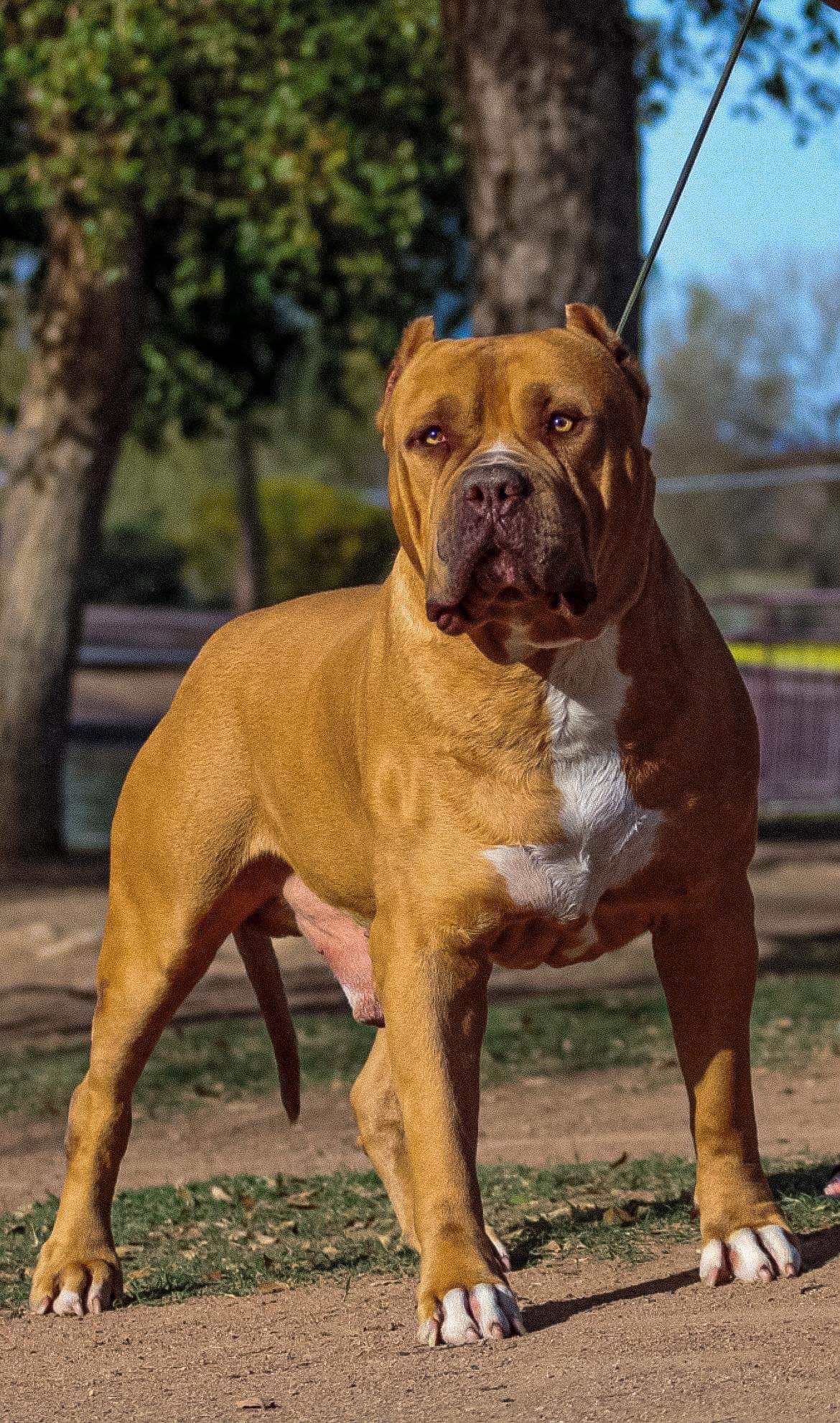Dog Featured Image