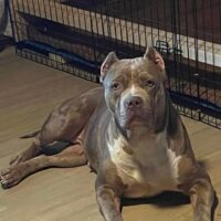Queen & king bullies 412 cash