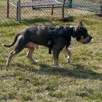 Big steppa bulls draco.