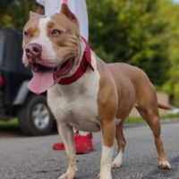 King & queen bullies 412 remy mac