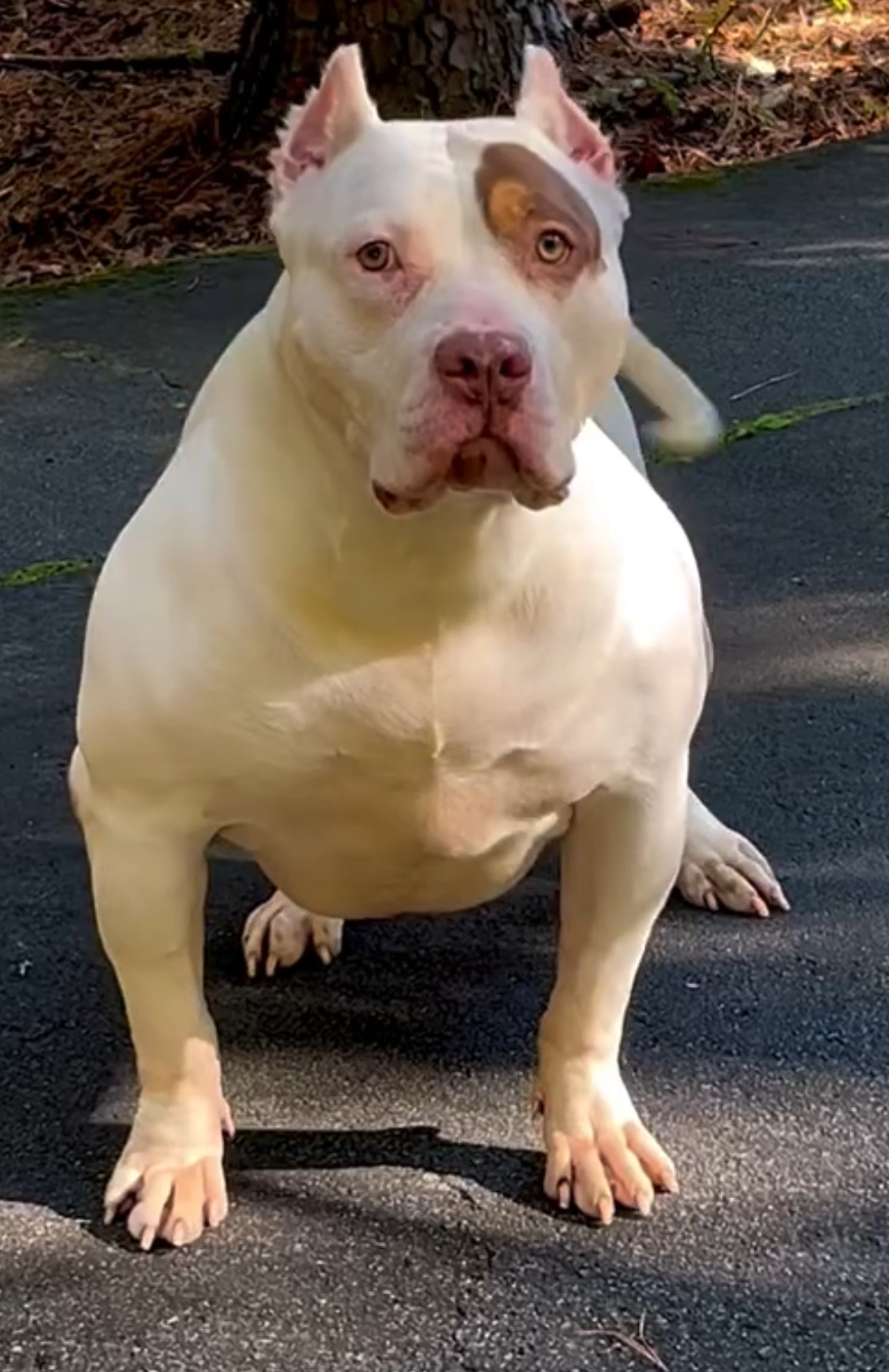 Dog Featured Image