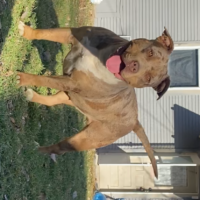 Pinnacle’s Nala