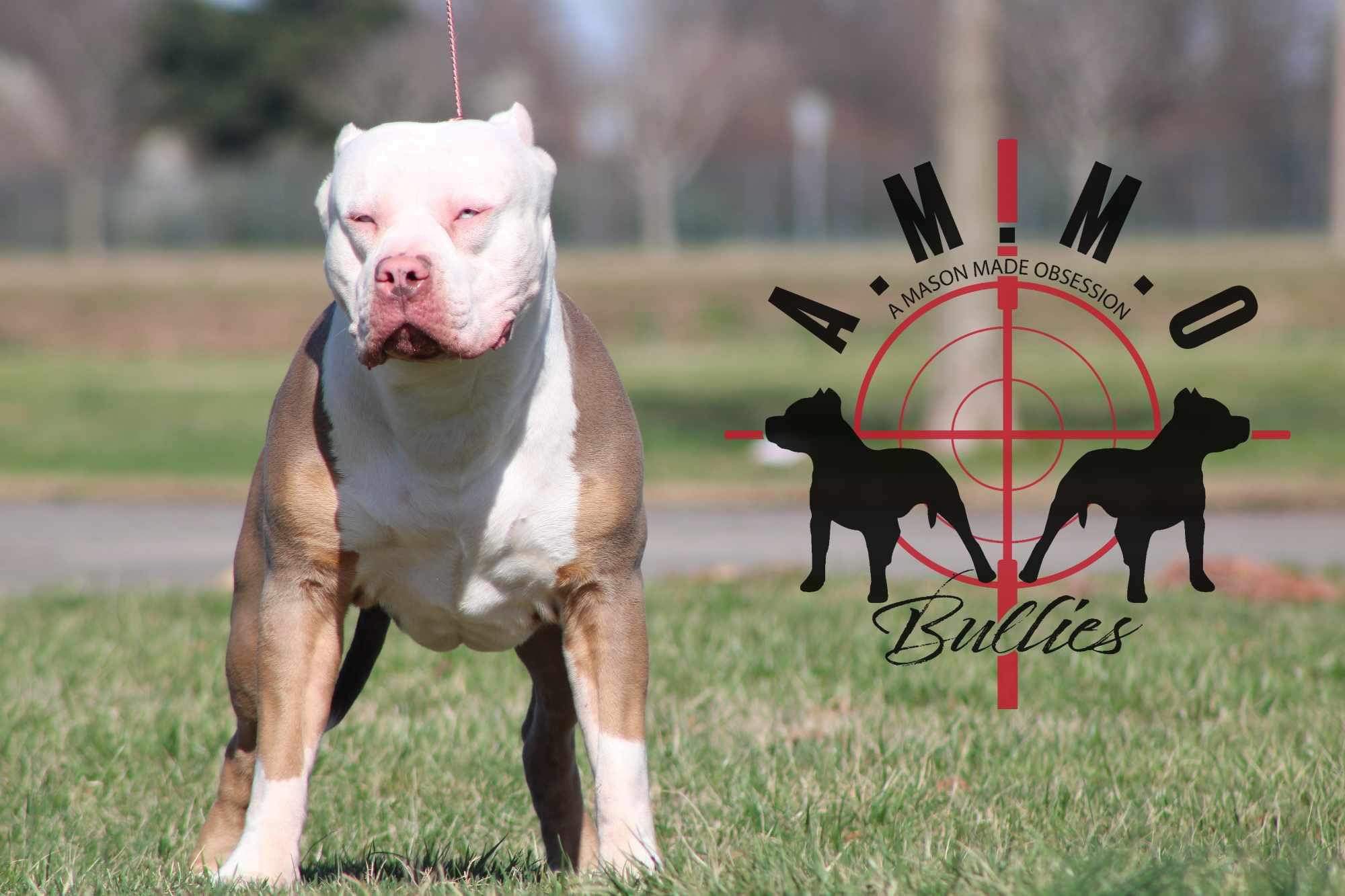 Dog Featured Image