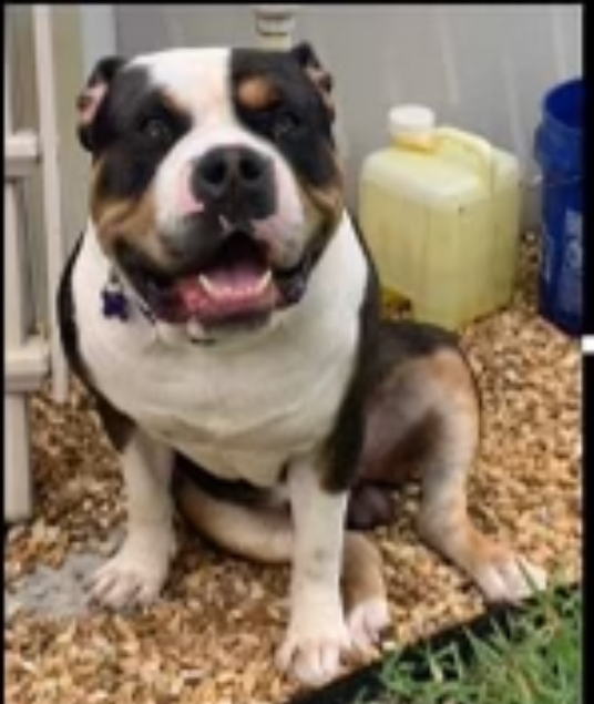 Dog Featured Image