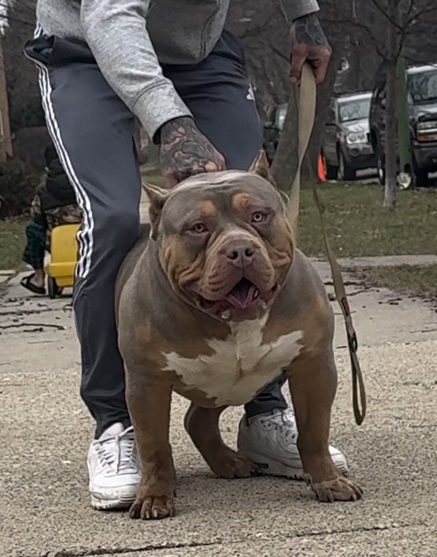 Dog Featured Image