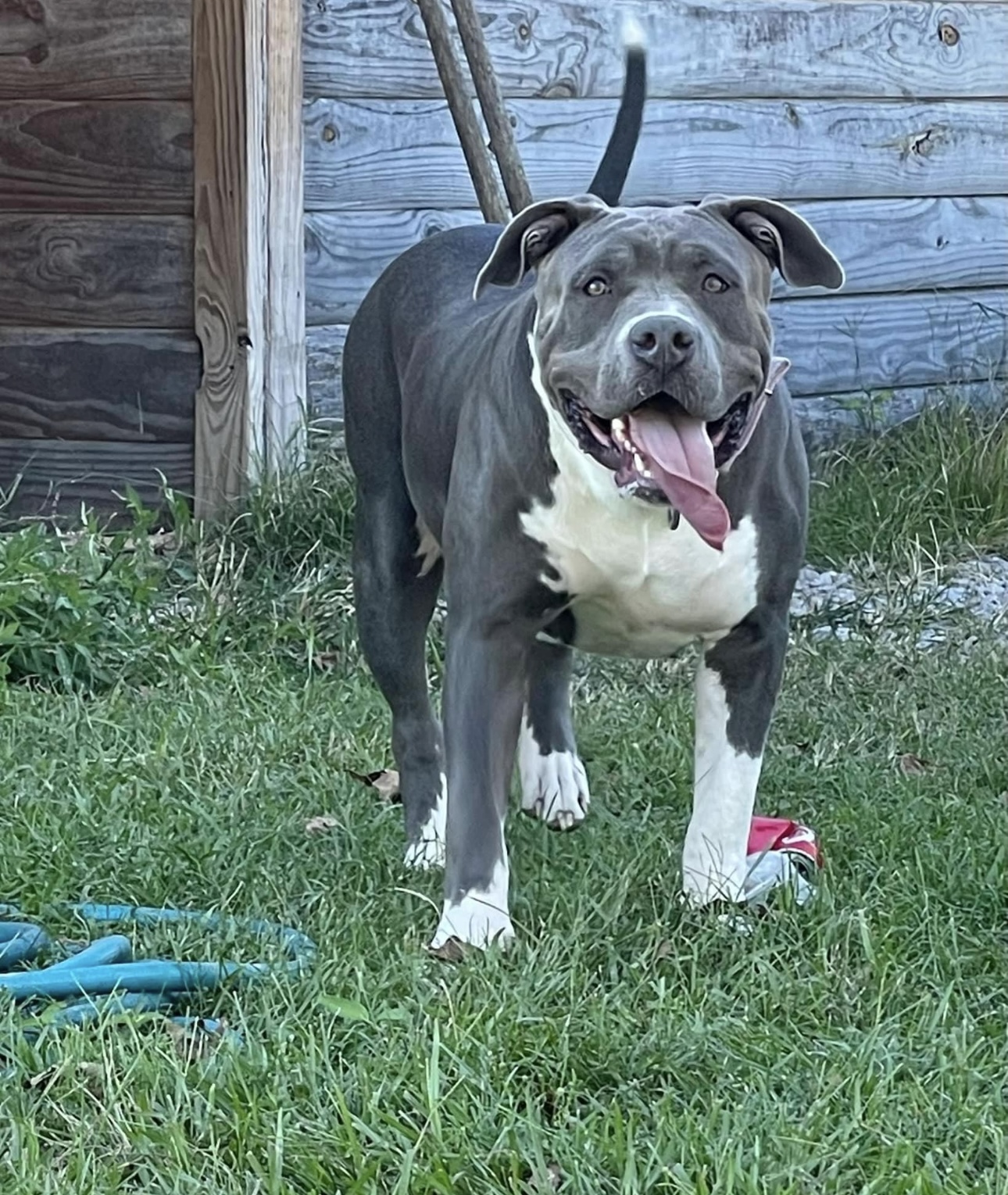 Dog Featured Image