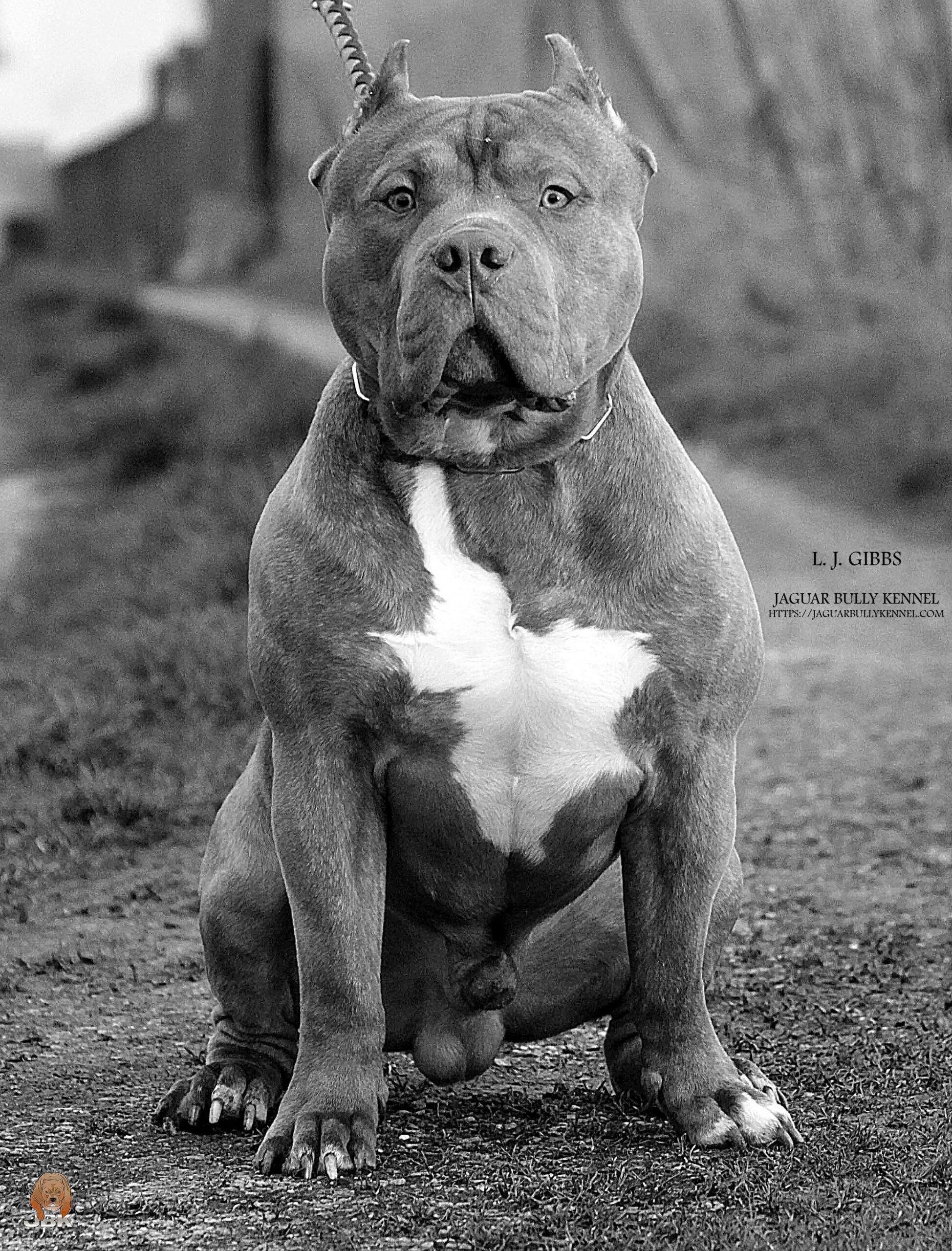 Dog Featured Image