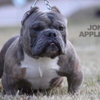Jonny Appleseed