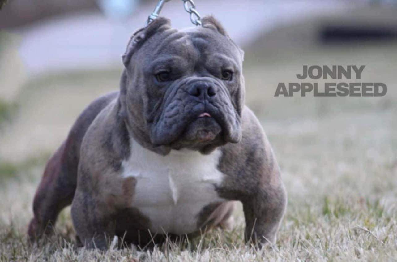 Dog Featured Image