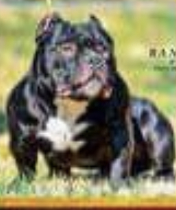 Dog Featured Image