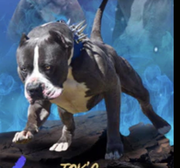 Dog Featured Image