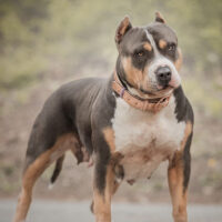Royal Rose Bullies Hazel