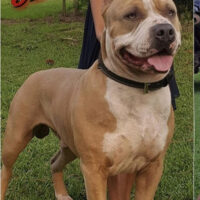 Mad House XL Bullies Java