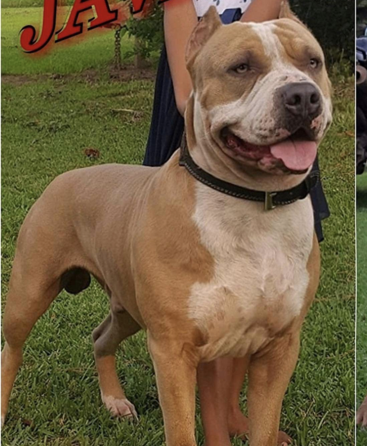 Dog Featured Image